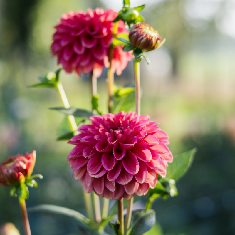 Dahlia 'Zundert Mystery Fox'