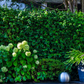 Kant-en-klaar haag Euonymus 'Dart's Blanket' (kardinaalsmuts)