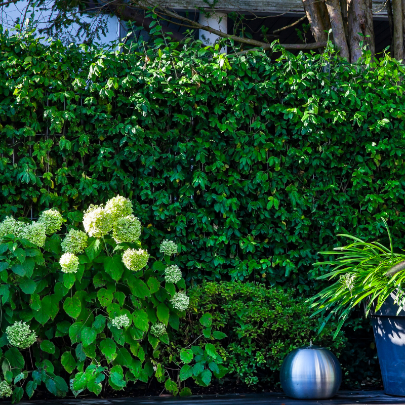 Kant-en-klaar haag Euonymus 'Dart's Blanket' (kardinaalsmuts)