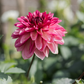 Dahlia 'Bacardi' BIO