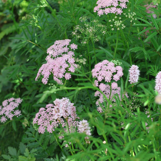 Pimpinella major 'Rosea' (grote bevernel, zaden) ECO
