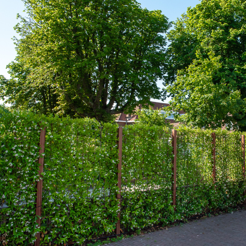 Kant-en-klaar haag Trachelospermum jasminoides (Toscaanse jasmijn)