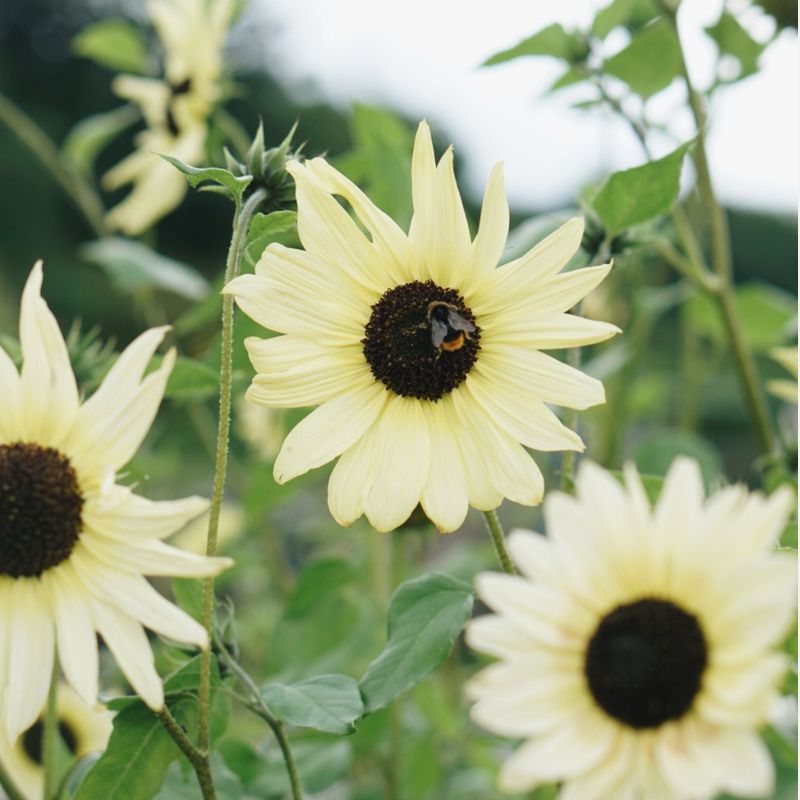 Plukbundel 'Pastel Shades' - Compleet boeket met eenjarigen en dahlia's