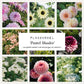 Plukbundel 'Pastel Shades' - Compleet boeket met eenjarigen en dahlia's