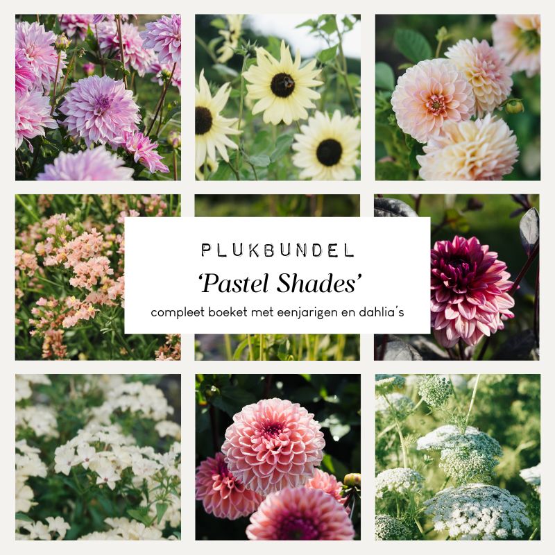 Plukbundel 'Pastel Shades' - Compleet boeket met eenjarigen en dahlia's