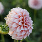 Plukbundel 'Pastel Shades' - Compleet boeket met eenjarigen en dahlia's