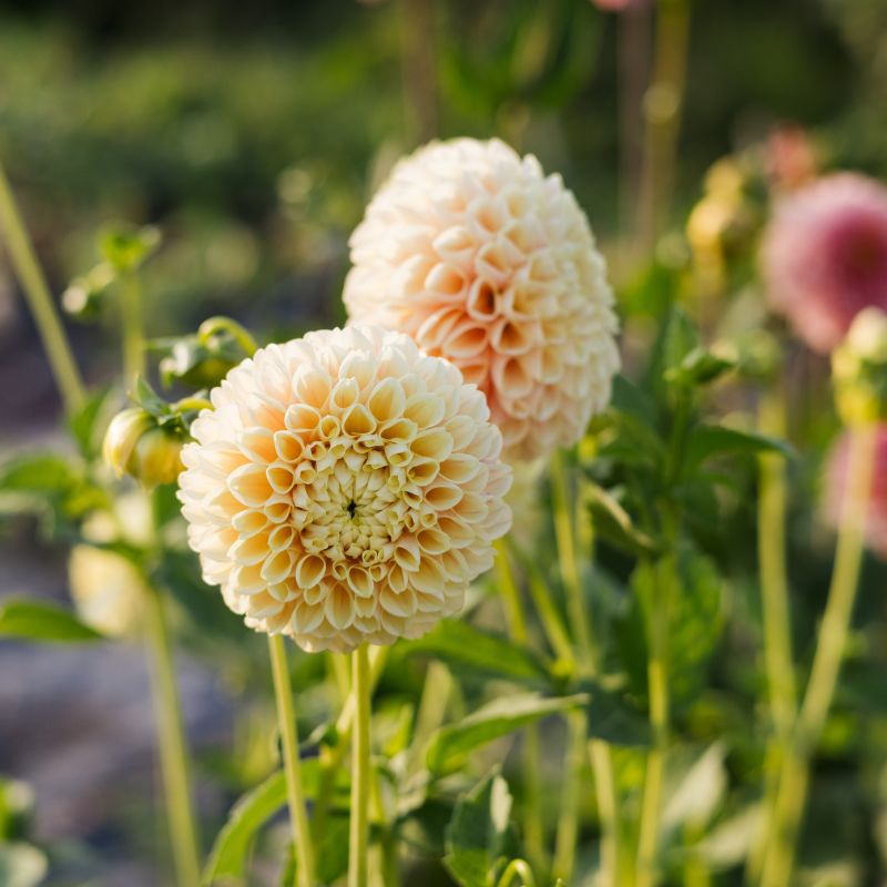 Plukbundel 'Pastel Shades' - Compleet boeket met eenjarigen en dahlia's