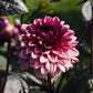 Plukbundel 'Pastel Shades' - Compleet boeket met eenjarigen en dahlia's