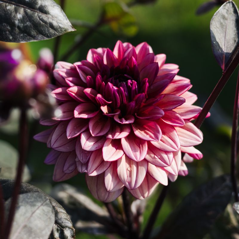 Plukbundel 'Pastel Shades' - Compleet boeket met eenjarigen en dahlia's