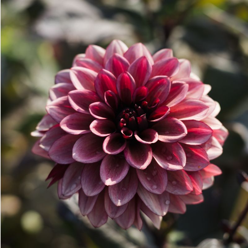 Plukbundel 'Pastel Shades' - Compleet boeket met eenjarigen en dahlia's