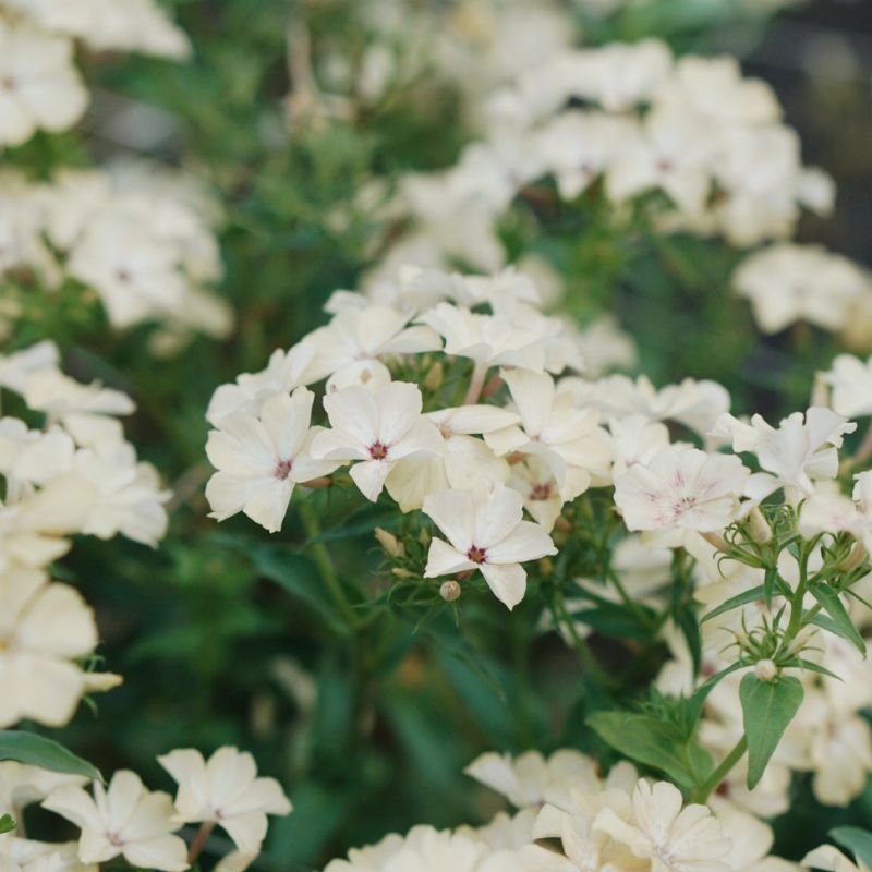 Plukbundel 'Pastel Shades' - Compleet boeket met eenjarigen en dahlia's
