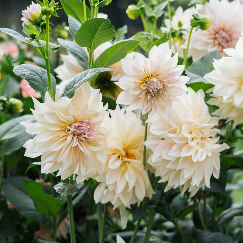 Dahlia 'Cafe Au Lait' BIO