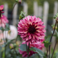 Dahlia 'Bacardi' BIO