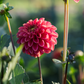 Dahlia 'Zundert Mystery Fox'