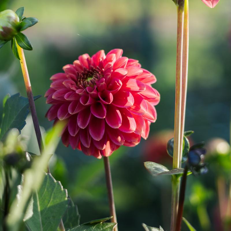 Dahlia 'Zundert Mystery Fox'