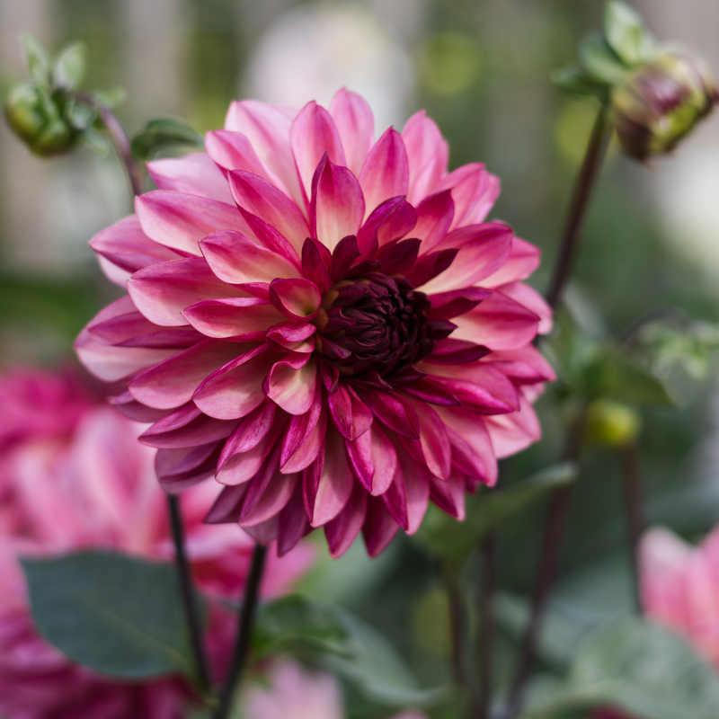 Dahlia 'Bacardi' BIO