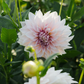 Dahlia 'Cafe Au Lait' BIO
