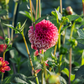 Dahlia 'Zundert Mystery Fox'