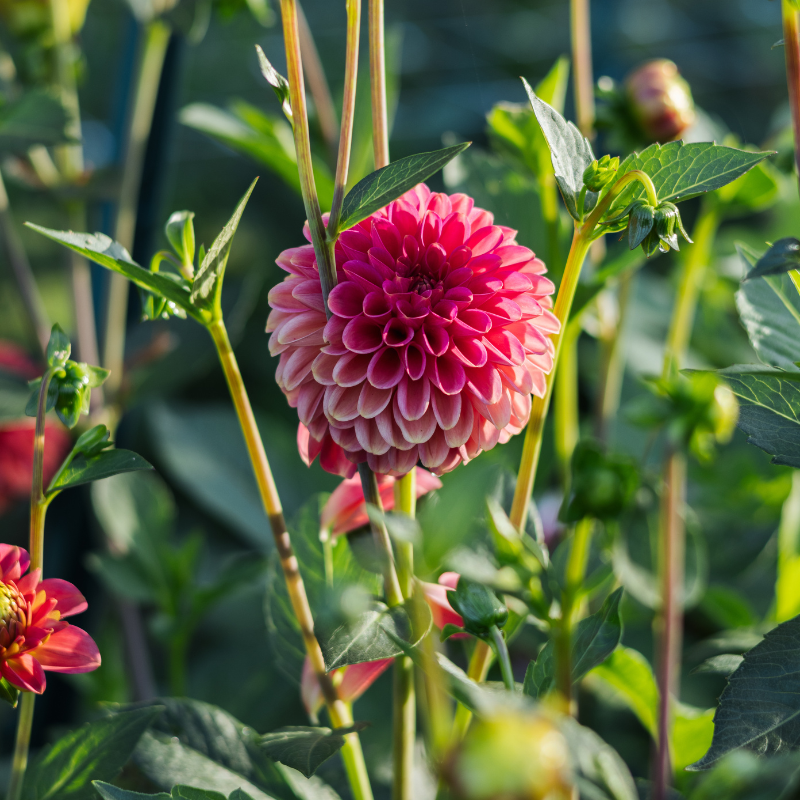 Dahlia 'Zundert Mystery Fox'
