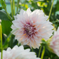 Dahlia 'Cafe Au Lait' BIO