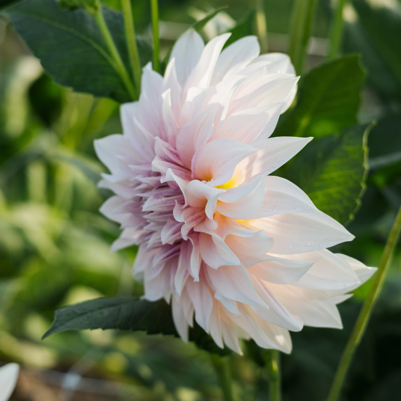 Dahlia 'Cafe Au Lait' BIO
