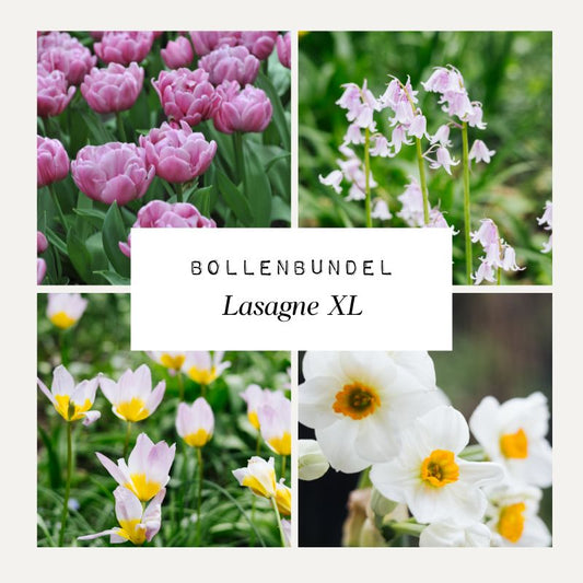 Bollenbundel 'Lasagne XL' II