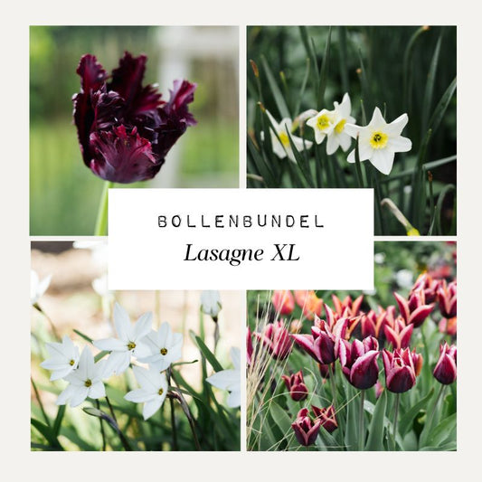 Bollenbundel 'Lasagne XL' III