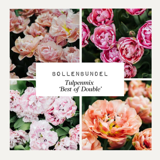 Bollenbundel Tulpenmix 'Best of Double'