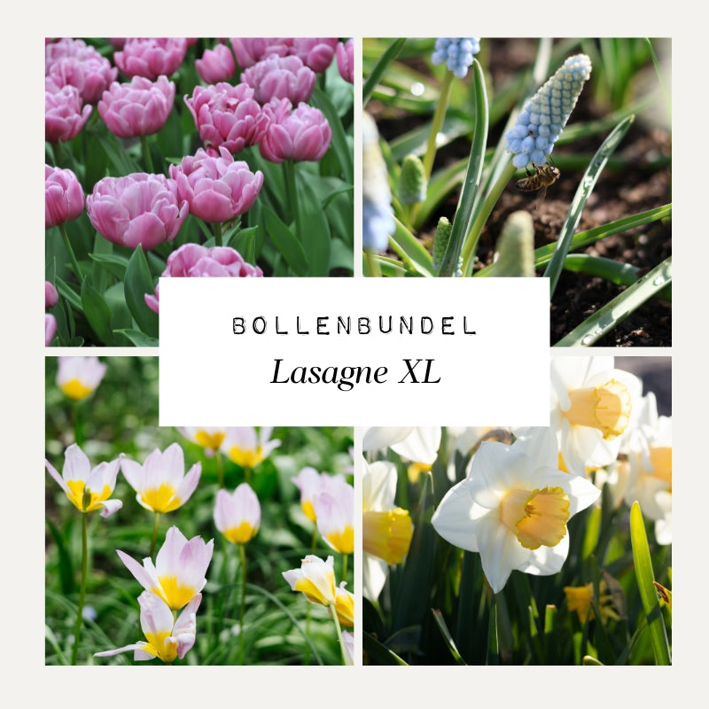 Bollenbundel 'Lasagne XL' II