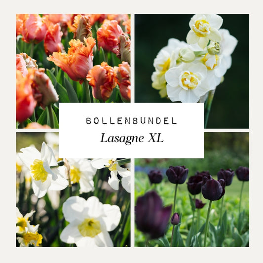 Bollenbundel 'Lasagne XL' IIIII