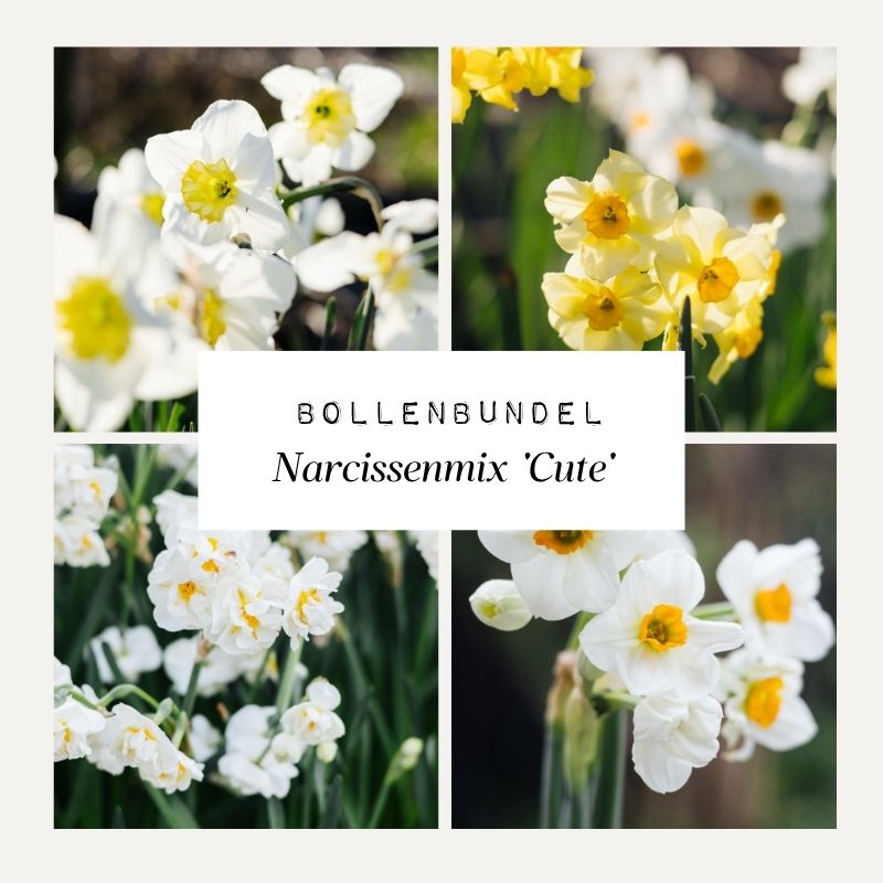 Bollenbundel Narcissenmix 'Cute'