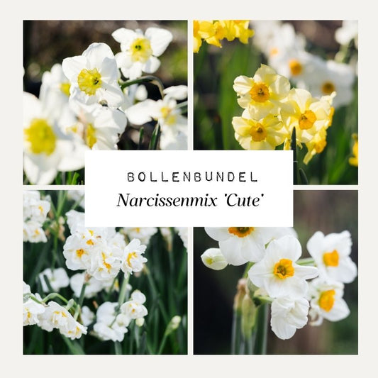 Bollenbundel Narcissenmix 'Cute'