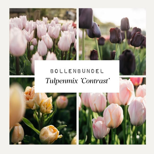 Bollenbundel Tulpenmix 'Contrast'