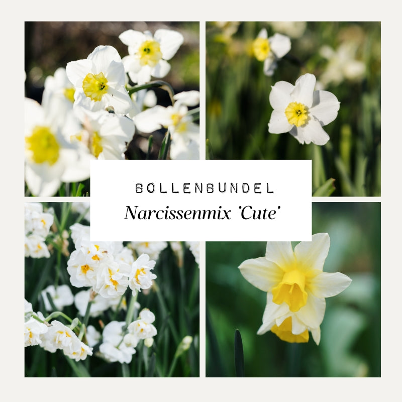 Bollenbundel Narcissenmix 'Cute'