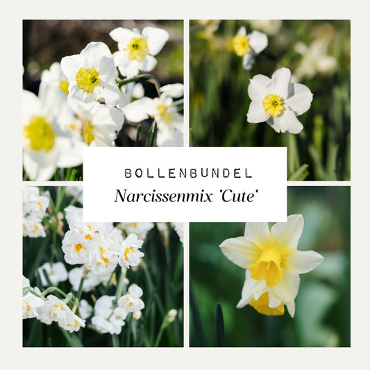 Bollenbundel Narcissenmix 'Cute'