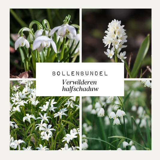 Bollenbundel 'Verwilderen halfschaduw'