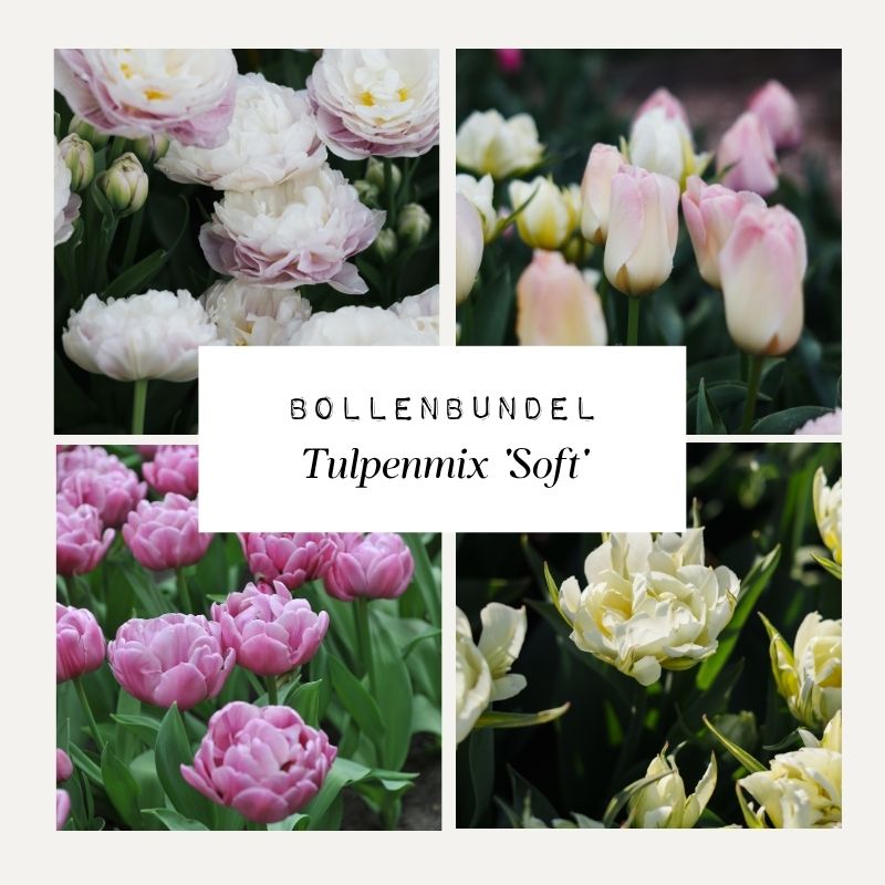 Bollenbundel Tulpenmix 'Soft'