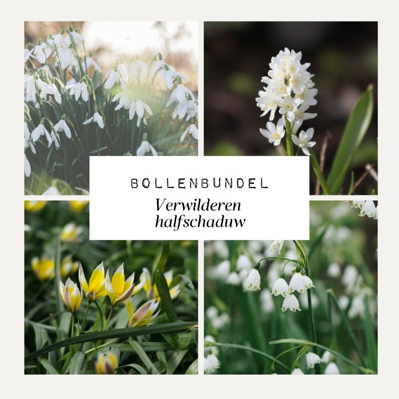 Bollenbundel 'Verwilderen halfschaduw'