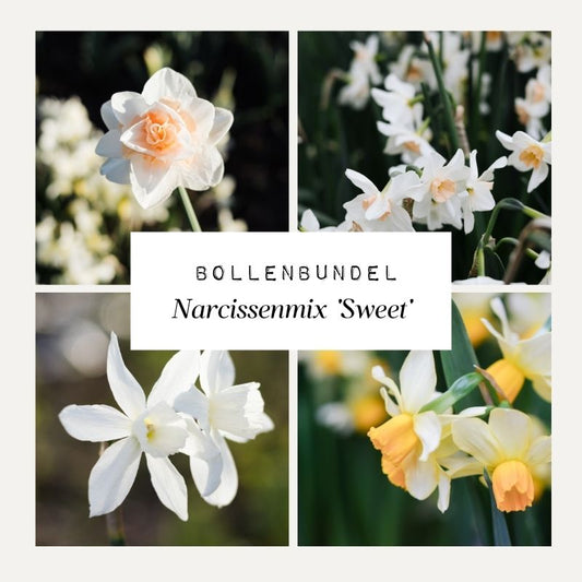 Bollenbundel Narcissenmix ‘Sweet’