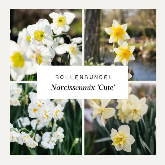 Bollenbundel Narcissenmix 'Cute'