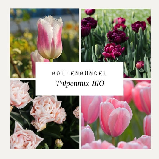 Bollenbundel Tulpenmix 'BIO'