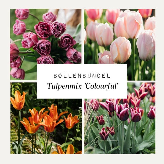Bollenbundel Tulpenmix 'Colourful'