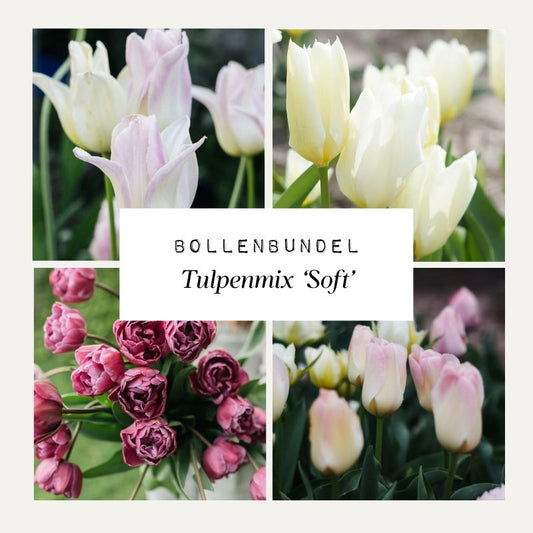 Bollenbundel Tulpenmix 'Soft'
