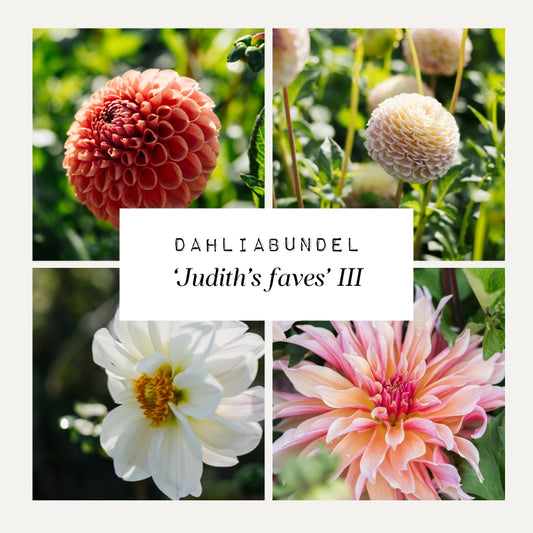 Dahliabundel 'Judith's Faves' III