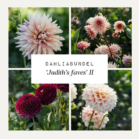 Dahliabundel 'Judith's Faves' II