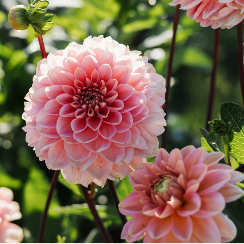 Plukbundel 'Sunset' - Compleet boeket met eenjarigen en dahlia's