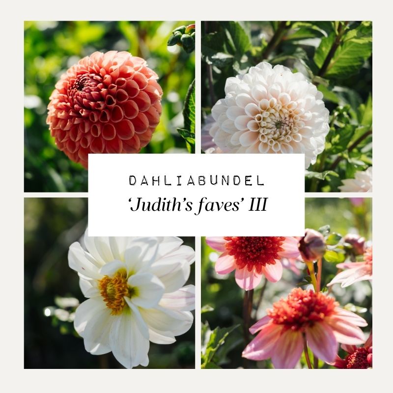 Dahliabundel 'Judith's Faves' III