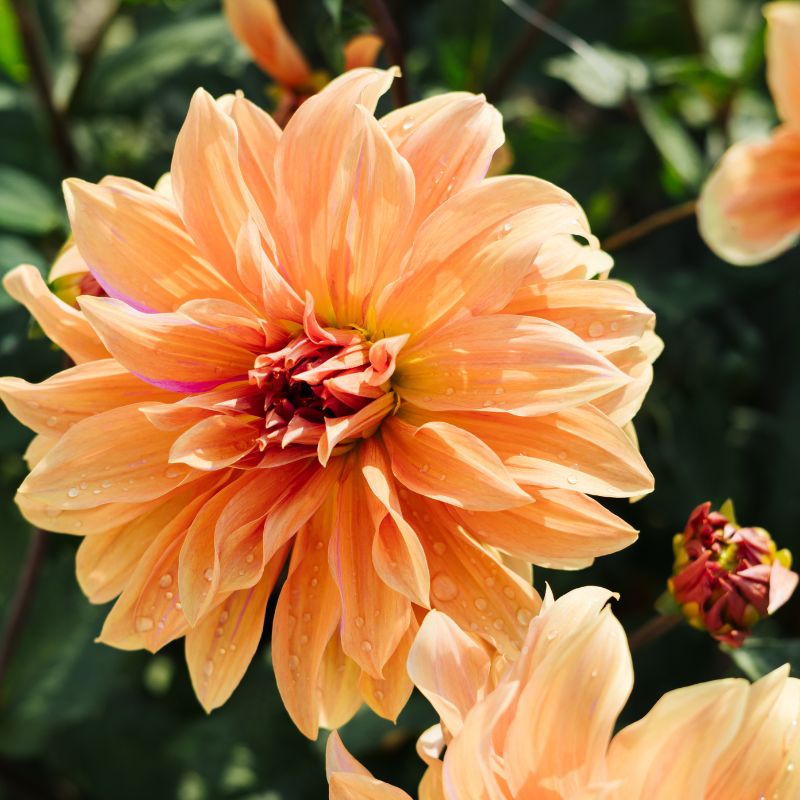Dahliabundel 'Dinnerplates'