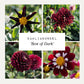 Dahliabundel 'Best of Dark'