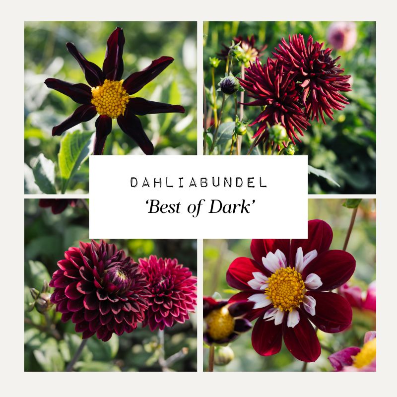 Dahliabundel 'Best of Dark'